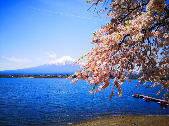 河口湖春