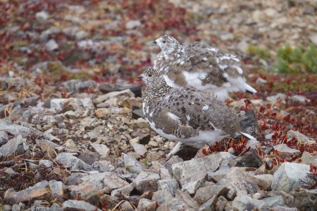 小蓮華山の雌雷鳥