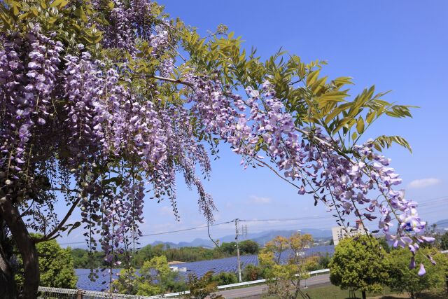 空港公園に咲く藤