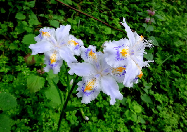 シャガの花 山道で