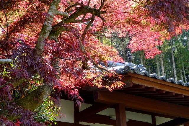 若葉紅葉の春 名もなき寺で