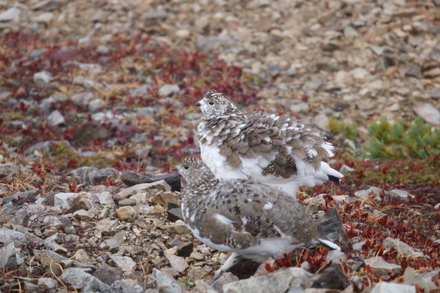 小蓮華山の雌雷鳥2