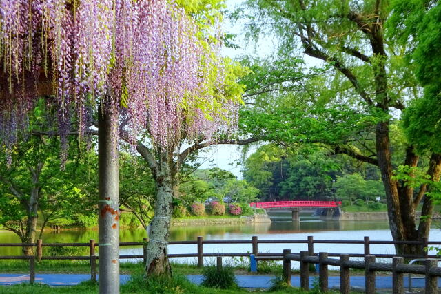 新緑の公園