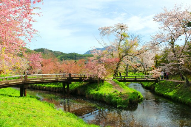 忍野八海桜と新緑