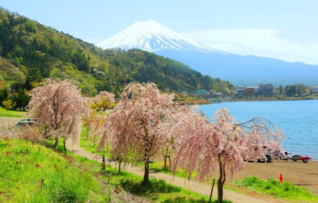 河口湖桜と新緑