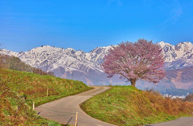 野平の一本桜