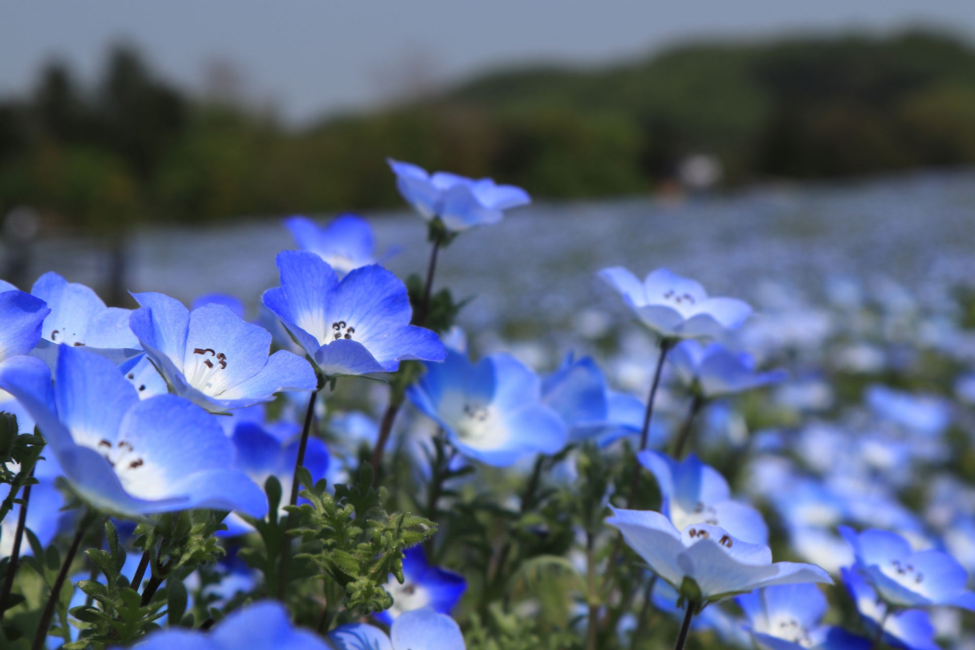 花 植物 ネモフィラの花 壁紙19x1280 壁紙館