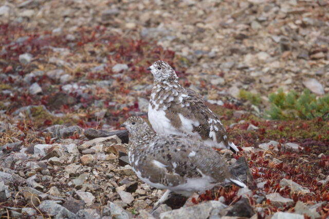 小蓮華山の雌雷鳥3