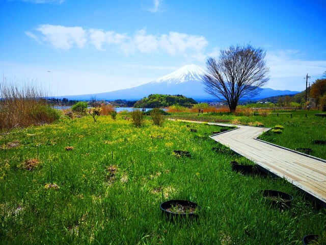 新緑の河口湖