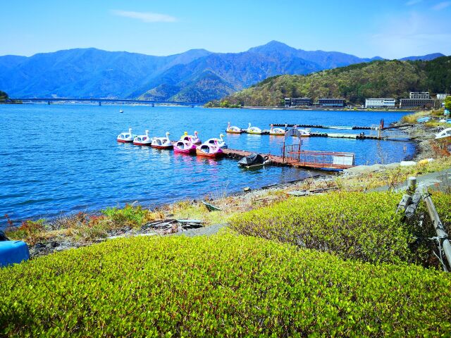 新緑の河口湖