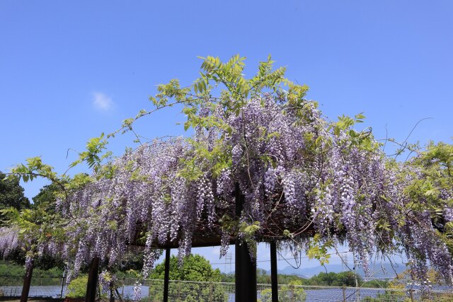 空港公園の藤棚