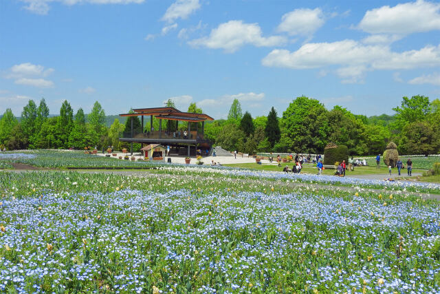 備北公園 花畑