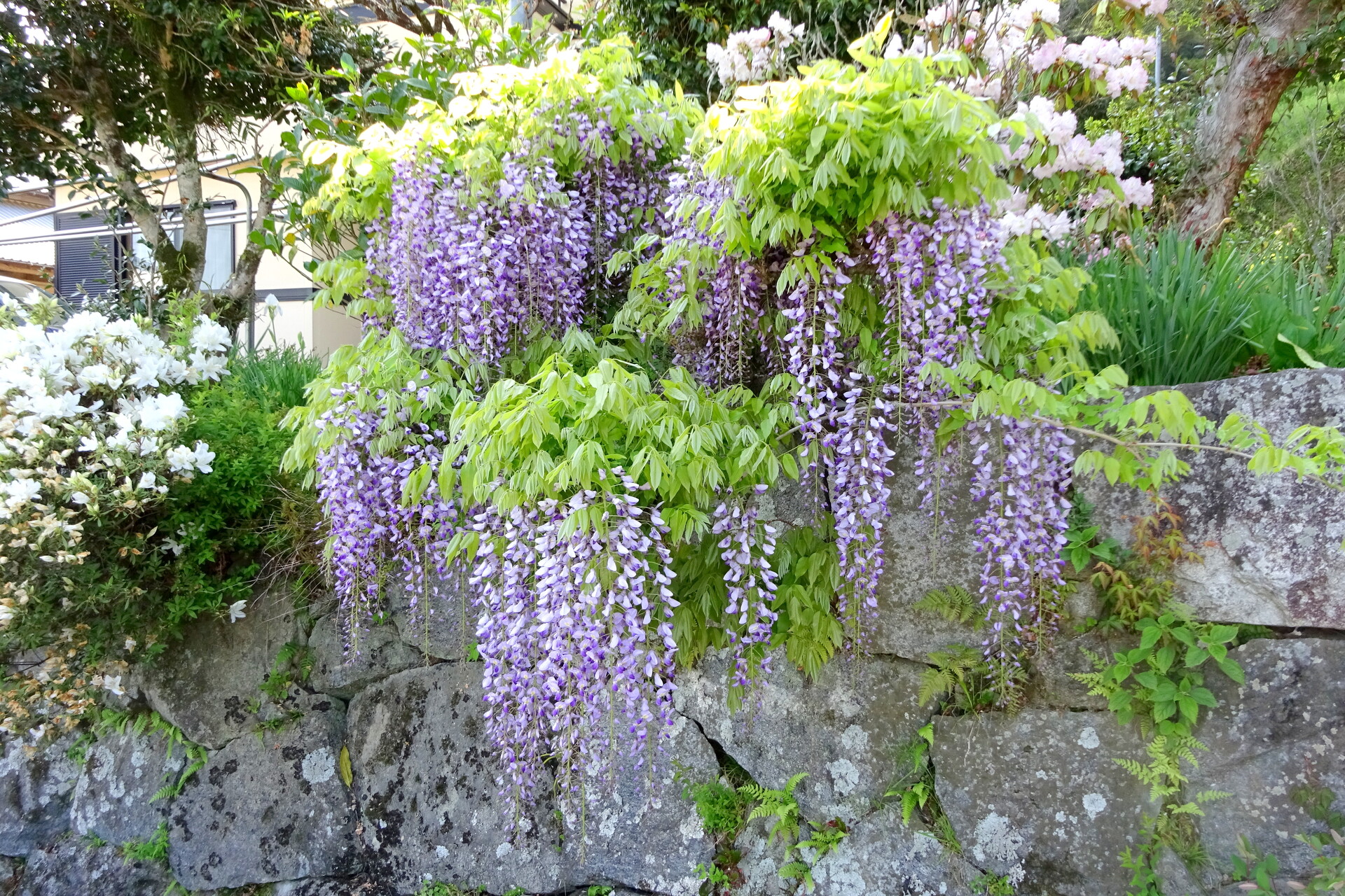 花 植物 石垣に咲いている藤の花 壁紙19x1280 壁紙館