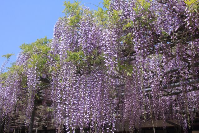 見頃の藤の花