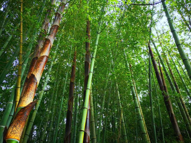 春の竹林