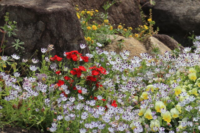 庭に咲く花たち