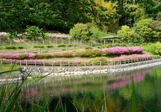 山の池の公園