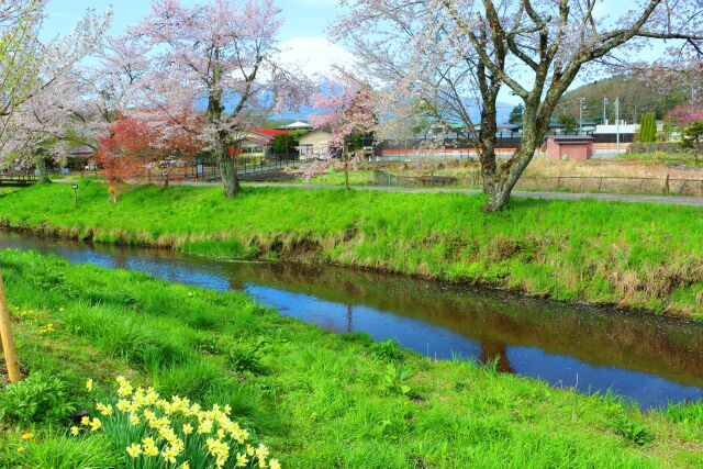 新緑の忍野八海