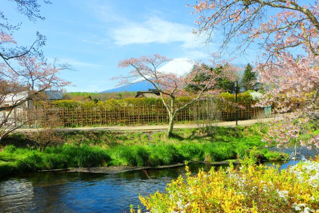 新緑の忍野八海