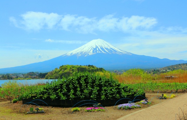 新緑の河口湖