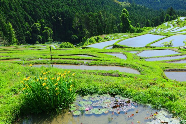 新緑の千枚田