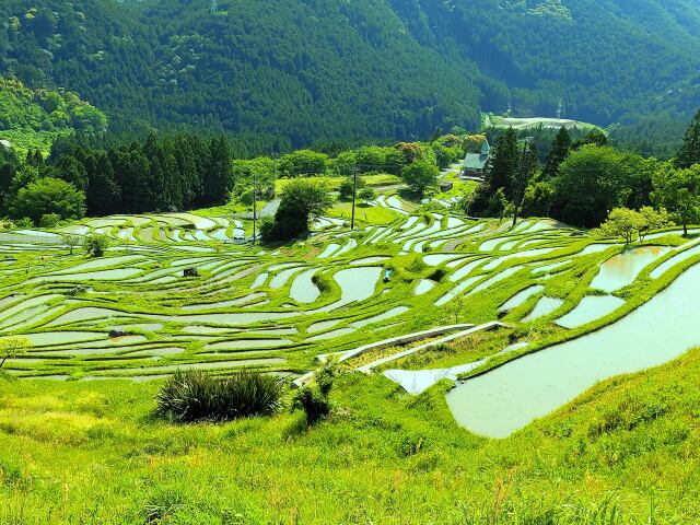 新緑の千枚田