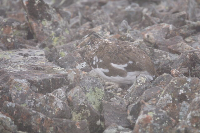 小蓮華山の雄雷鳥