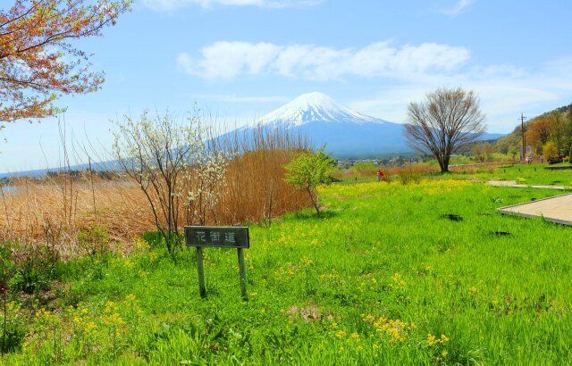 新緑の河口湖