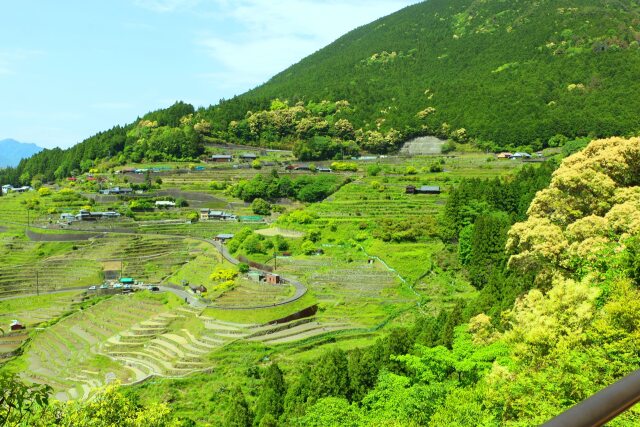 新緑の千枚田