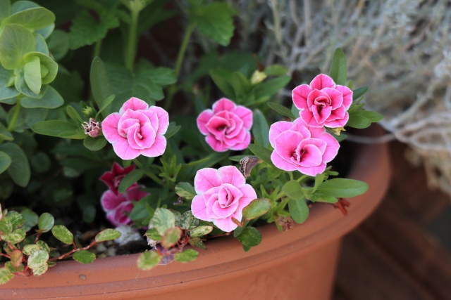 寄せ植えの小さな花