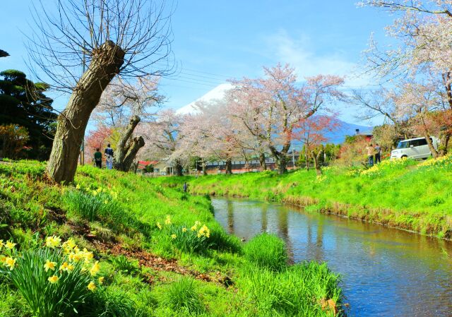 新緑の忍野八海