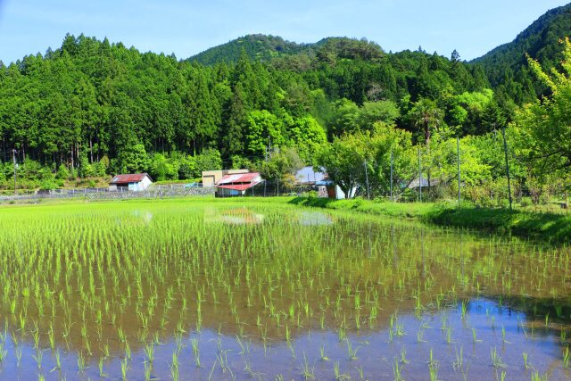 新緑の里山