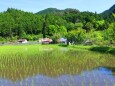 新緑の里山