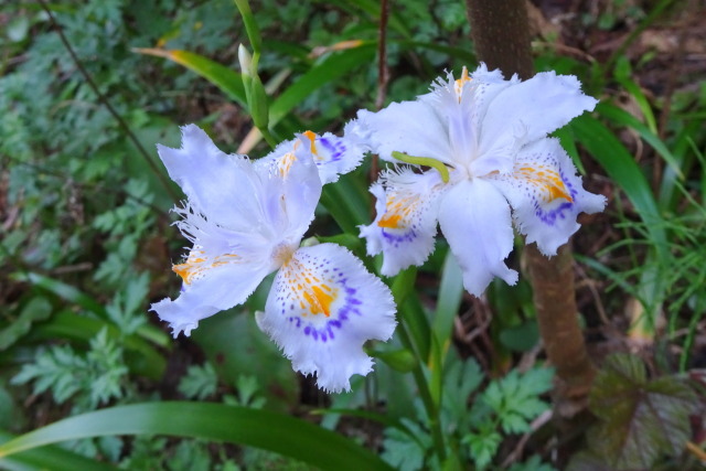 山道に咲いていたシャガの花