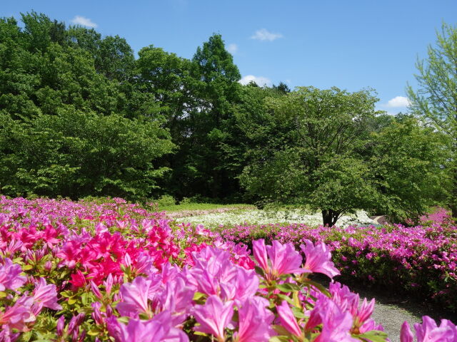 つつじの丘公園②