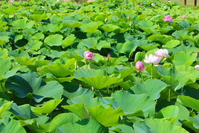 春の花