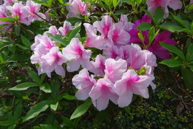 近づく初夏のさわやかな花