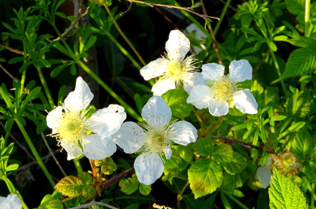 草イチゴの花