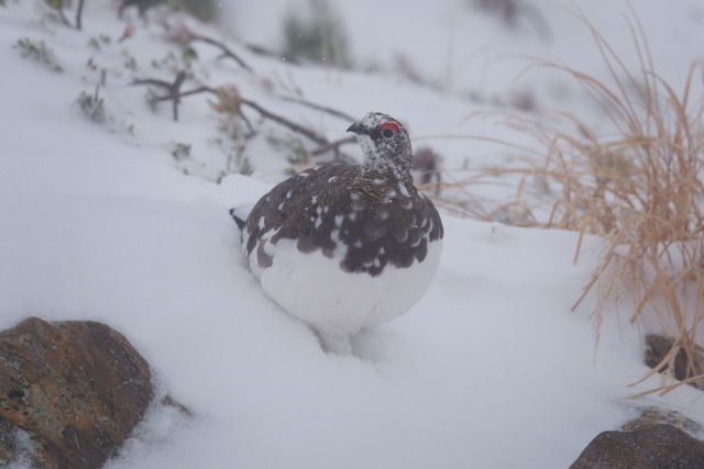 常念岳の雄雷鳥3