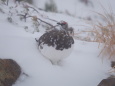 常念岳の雄雷鳥3