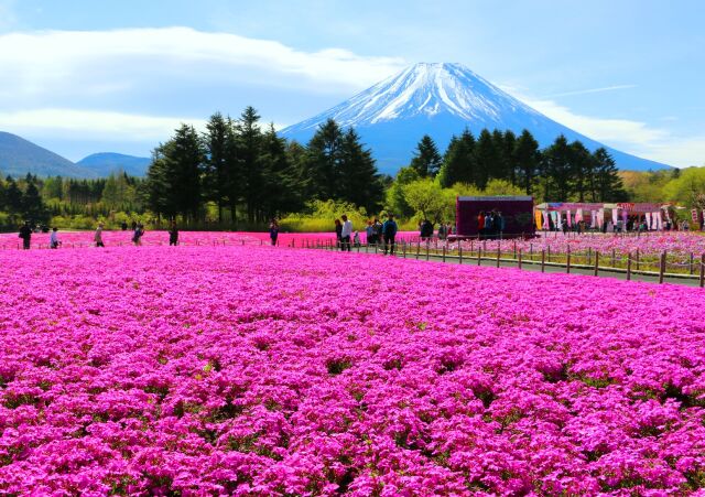 本栖湖芝桜