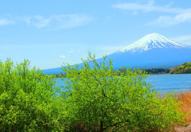 新緑の河口湖