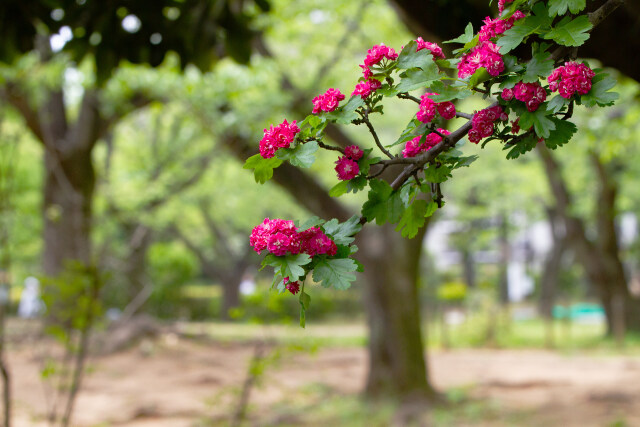 赤花山査子