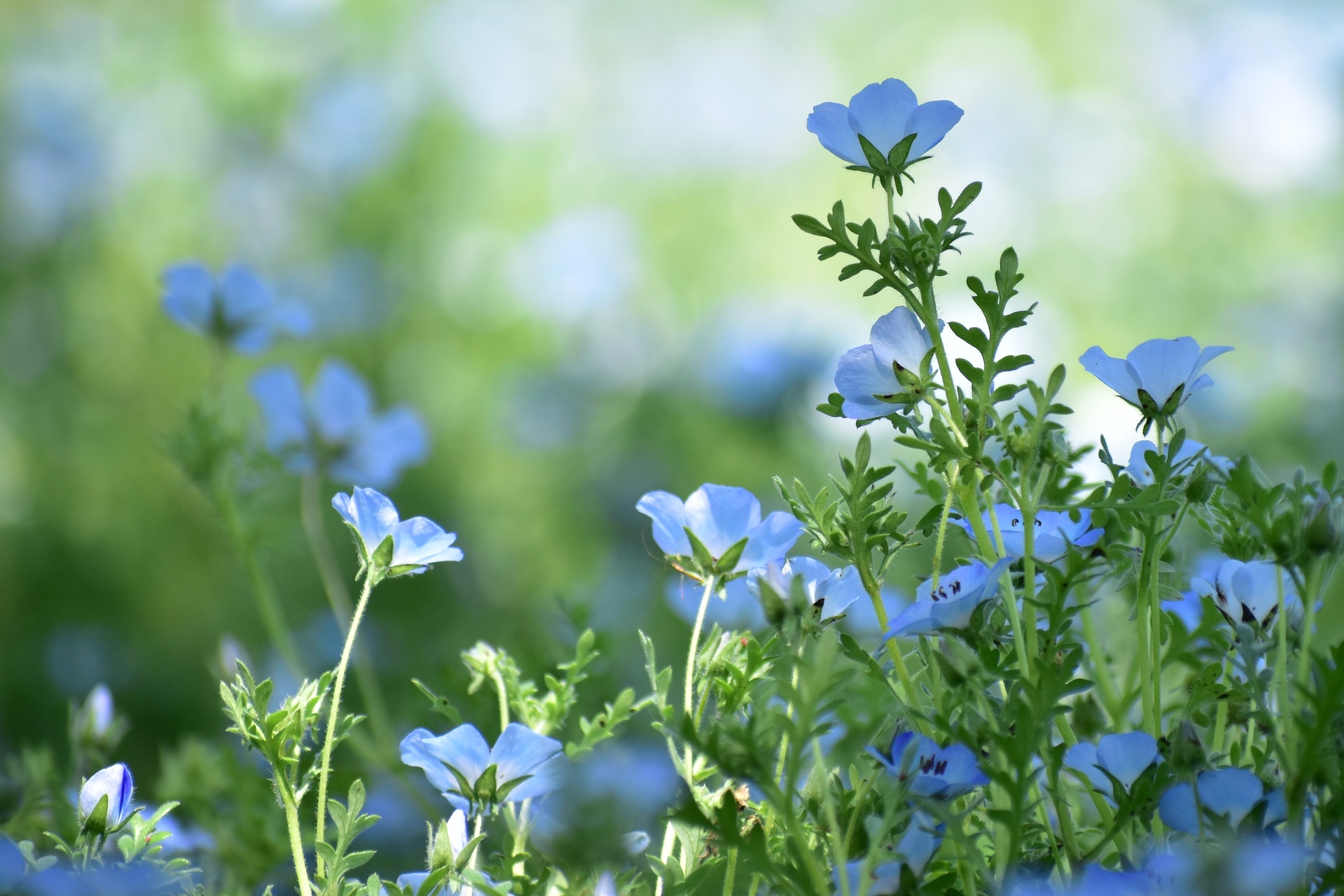 花 植物 ネモフィラ 壁紙19x1280 壁紙館