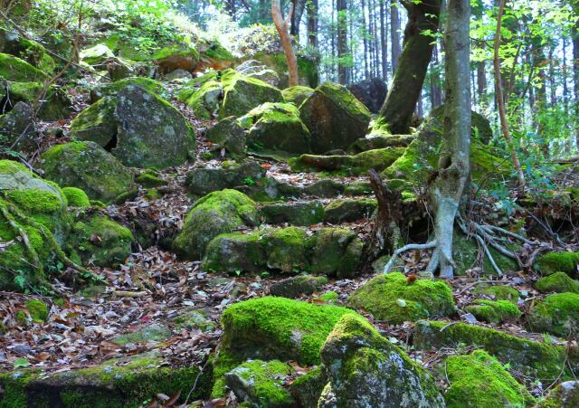 新緑の熊野古道