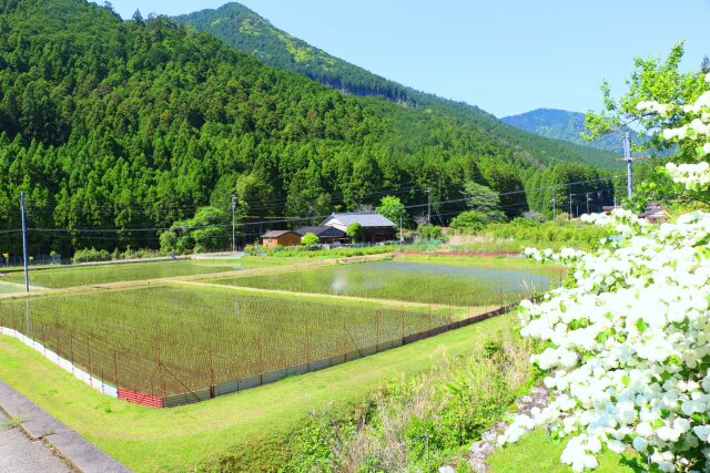 新緑の里山