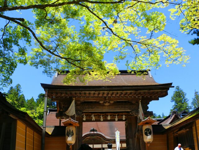 新緑の高野山