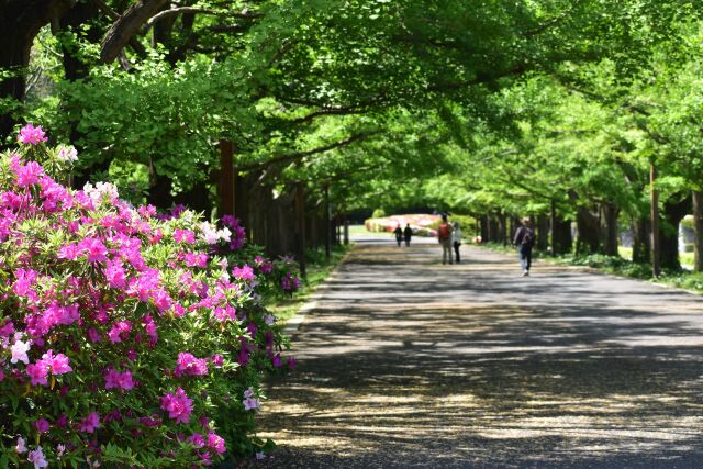 つつじ咲く道