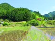 新緑の里山