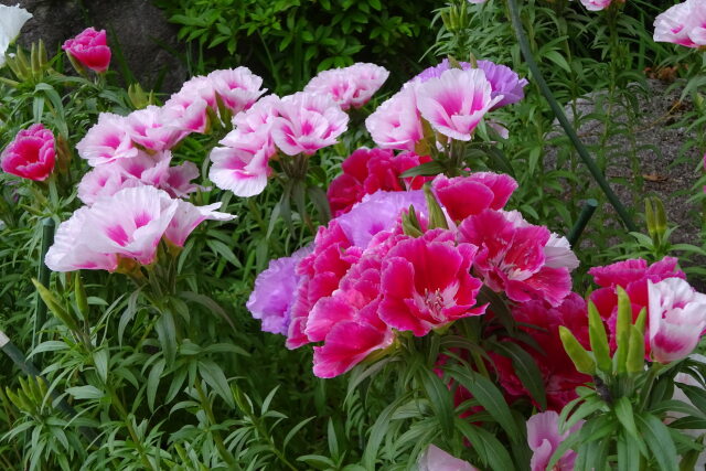 花壇に咲いている花